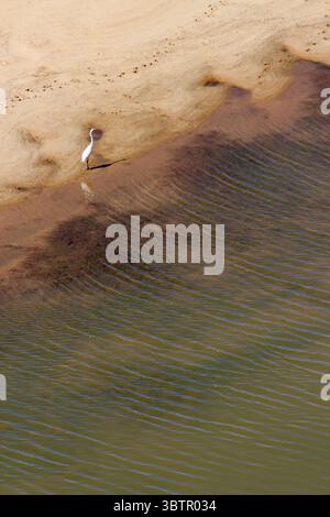 Weißer Reiher steht am Sandufer neben plätscherndem Wasser, von oben gesehen in einer ruhigen natürlichen Umgebung bei weichem Tageslicht Stockfoto