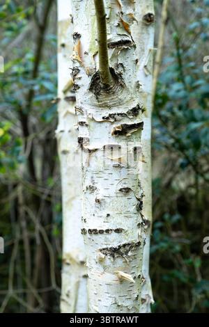 Rinde am Stamm einer Silberbirke - Betula pendula - im Vereinigten Königreich Stockfoto