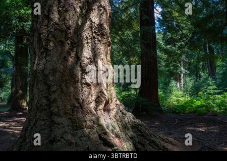 Nahaufnahme der Rinde am Stamm der Douglasie Pseudotsuga menziesii, auch bekannt als Douglafichte im alten Wald des New Forest, Hamps Stockfoto