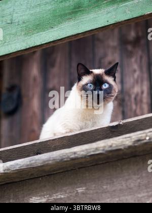 Nahaufnahme einer Katze im siamesischen Look mit auffälligen blauen Augen, die an einer rustikalen Holzwand sitzt und natürliches Licht die eleganten Merkmale unterstreicht Stockfoto