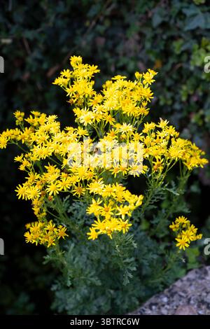 Gemeine Ragkraut, Jacobaea vulgaris, eine giftige einheimische Pflanze, die in England wächst Stockfoto