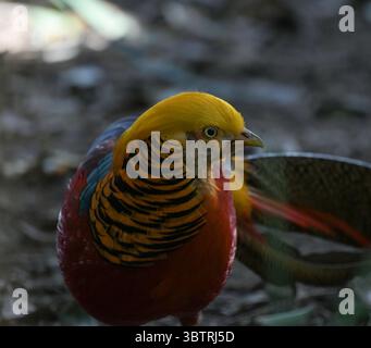Porträt eines Goldenen Fasans oder eines chinesischen Fasans oder eines Regenbogenfasans im Vogelgarten johannesburg Stockfoto