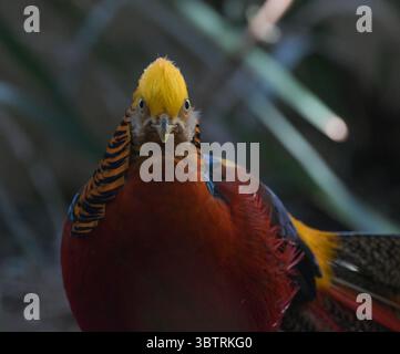 Porträt eines Goldenen Fasans oder eines chinesischen Fasans oder eines Regenbogenfasans im Vogelgarten johannesburg Stockfoto