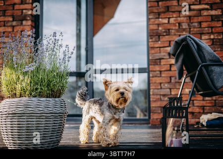 Ein Yorkshire Terrier posiert auf einer Holzterrasse vor einem Backsteingebäude, bei einem Lavendeltopf. Ein charmanter Yorkie-Hund steht auf einer Terrasse, eingerahmt von Stockfoto