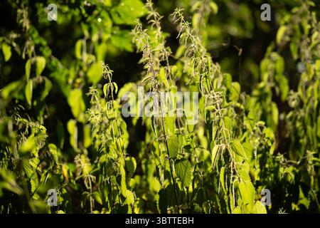 Brennessel leuchten im goldenen Stundenlicht und fangen die Schönheit des wilden Waldes und die natürliche Textur ein. Ideal für pflanzliche, botanische, Natur- oder Umweltthemen. Stockfoto