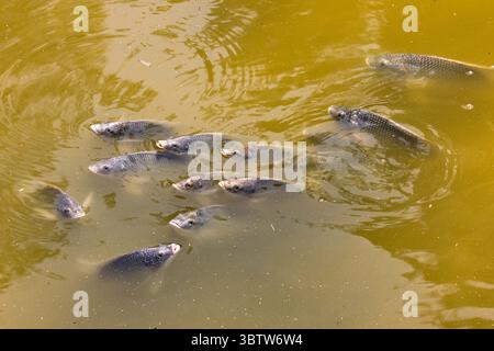 Safari Ramat-Gan Israel, 3. Juli 2025 - Gruppe von Fischen Schwimmen im trüben Teichwasser Stockfoto