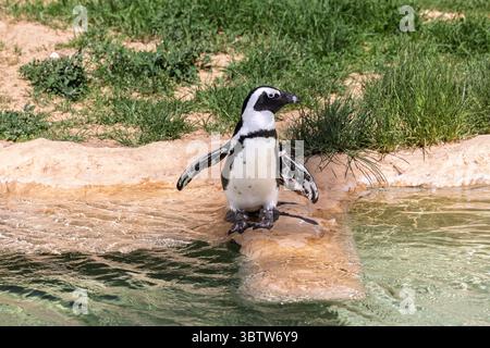 Safari Ramat-Gan Israel, 3. Juli 2025 - Afrikanischer Pinguin am Rande eines Pools Stockfoto