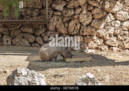 Safari Ramat-Gan Israel, 3. Juli 2025 - Capybara Fütterung in einem felsigen Gehege Stockfoto