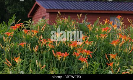 Orange Taglilie wächst im Norden Wisconsins. Stockfoto