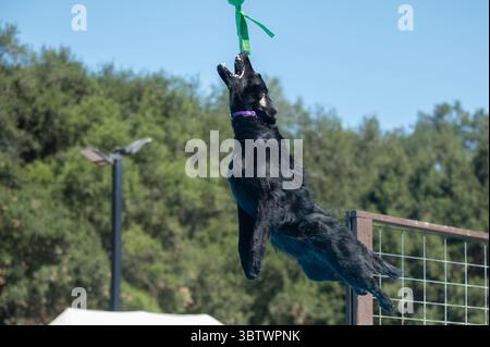 Schwarzer, flacher, beschichteter Retriever, der nach dem Springen von einem Dock ein Spielzeug auffangen kann Stockfoto