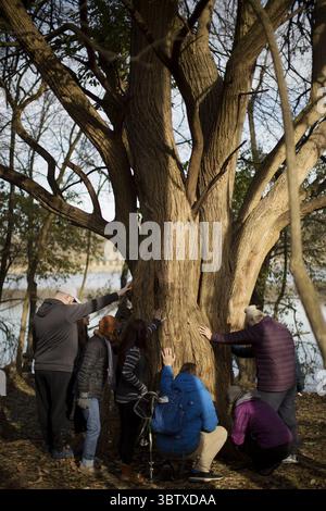 17. November 2019, Columbus, OH, USA: Teilnehmer von Shinrin-yoku sind eingeladen, ihre Hände an einen Baum zu legen, bevor sie sich auf eigene Faust im Indian Village Outdoor Recreation Center am Sonntag, den 17. November 2019, aufmachen. (Kreditbild: © TNS via ZUMA Wire) Stockfoto