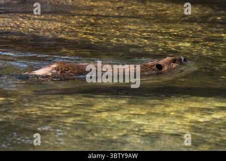 4. März 2019, Tucson, Arizona, Vereinigte Staaten: A North American Beaver, Castor canadensis, im Sonoran Desert Museum bei Tucson, Arizona. (Kreditbild: © Jon G. Fuller/VW Pics via ZUMA Wire) Stockfoto