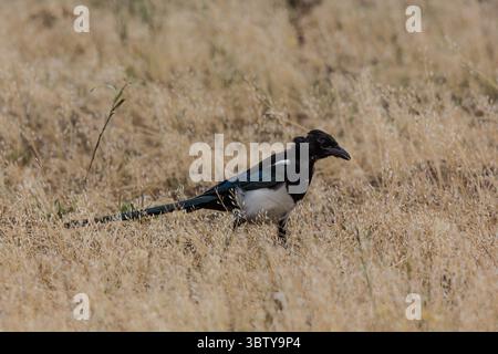 19. September 2020, Wyoming, Vereinigte Staaten: Eine Schwarzschnabelelelmagge oder amerikanische Magpie, Pica hudsonia, sucht im Gras nach Insekten im Grand Teton National Park in Wyoming, USA. (Kreditbild: © Jon G. Fuller/VW Pics via ZUMA Wire) Stockfoto