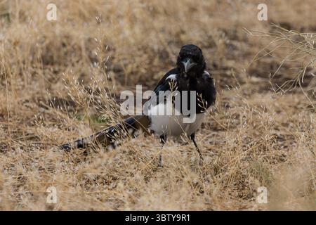 19. September 2020, Wyoming, Vereinigte Staaten: Eine Schwarzschnabelelelmagge oder amerikanische Magpie, Pica hudsonia, sucht im Gras nach Insekten im Grand Teton National Park in Wyoming, USA. (Kreditbild: © Jon G. Fuller/VW Pics via ZUMA Wire) Stockfoto