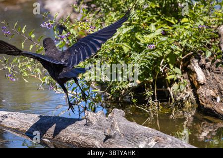Crow Taking Flight in der Nähe von Wasser und Wildblumen im Whitaker Ponds Nature Park in Portland, Oregon Stockfoto