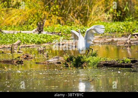 Großer Egret, der aus dem Feuchtgebiet geflogen ist, loggen Sie sich in Natural Habitat ein Stockfoto