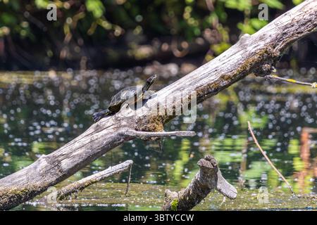 Painted Turtle Basking auf Log in Whitaker Slough, Portland, Oregon Stockfoto