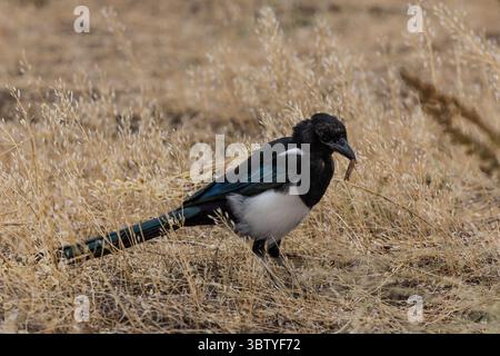 19. September 2020, Wyoming, Vereinigte Staaten: Eine Schwarzschnabelelmagse oder amerikanische Magpie, Pica hudsonia, fängt im Gras des Grand Teton National Park in Wyoming, USA eine Grasscheuche. (Kreditbild: © Jon G. Fuller/VW Pics via ZUMA Wire) Stockfoto