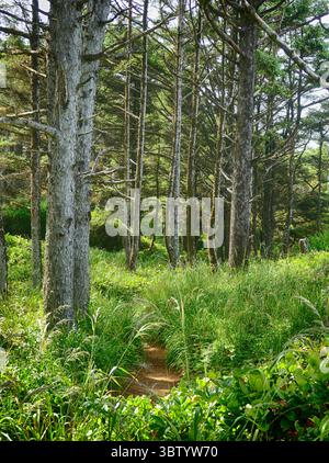 YACHATS, OREGON - 24. Juni 2025 - malerischer Wanderweg, der sich durch eine lebhafte grüne Landschaft aus Gras und Bäumen am Cape Perpetua schlängelt Stockfoto