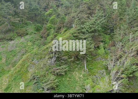 YACHATS, OREGON - 24. Juni 2025 - üppiger Nadelwald an den steilen Küstenhängen von Cape Perpetua, mit üppiger Vegetation im Pazifischen Nordwesten Stockfoto