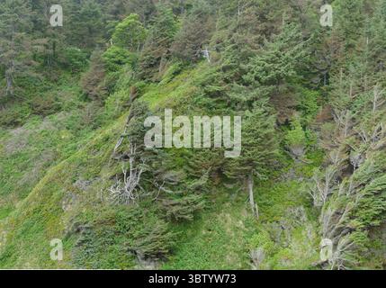 YACHATS, OREGON - 24. Juni 2025 - zerklüftete Küstenlandschaft von Cape Perpetua mit windgepeitschten Bäumen inmitten üppiger grüner Vegetation Stockfoto