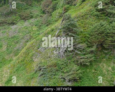 YACHATS, OREGON - 24. Juni 2025 - Dichter Wald bedeckt zerklüftete Küstenklippen, verwitterte Bäume in der felsigen Landschaft von Oregon nahe Cape Perpetua Stockfoto