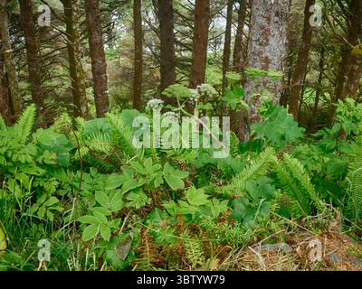 YACHATS, OREGON – 24. Juni 2025 – im Unterholz eines dichten Waldes in Cape Perpetua, Oregon, blühen leuchtende grüne Farne und Kuhpastete Stockfoto