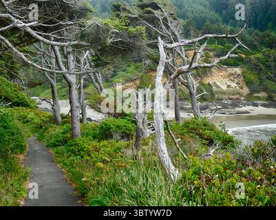 YACHATS, OREGON - 24. Juni 2025 - ein kurviger asphaltierter Pfad schlängelt sich durch windgeformte Bäume und offenbart eine weite Sandküste am Cape Perpetua Scen Stockfoto