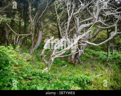 YACHATS, OREGON - 24. Juni 2025 - windgepeitschte Kiefern an der felsigen Küste mit üppigem grünem Unterholz prägen die Landschaft von Cape Perpetua Stockfoto
