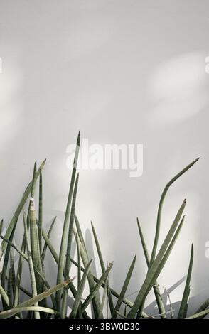 Von Hand gemacht echte Foto Blumentopf Topf Sukkulent Pflanze weiße Wand minimalistisch kreativ neutral bg Stockfoto