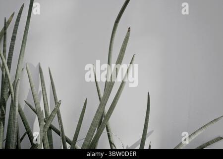 Echte handgemachte saftige pflanzliche weiße Wand minimaler neutraler Boho-kreativer natürlicher Hintergrund Stockfoto