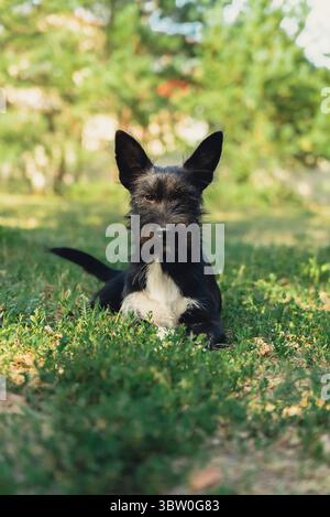 Hübscher schwarzer Hund liegt im Sommer auf grünem Gras. Erstaunliches Porträt der Liebe junger Haustiere. Fellfreund-Kopierraum für Werbung. Pflege von Haustieren Stockfoto