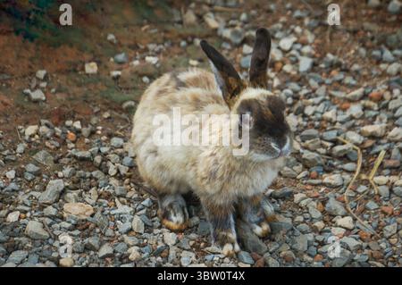 Ein Kaninchen mit schwarzen Flecken an den Ohren und im Gesicht, das auf Kieselboden sitzt Stockfoto