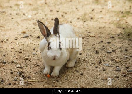 Ein weißes Kaninchen mit schwarzen Flecken an den Ohren und im Gesicht, das auf einem sandigen Boden sitzt. Stockfoto
