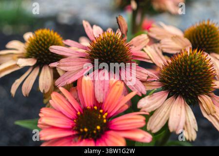 Echinacea Butterfly ist eine Reihe von Koneflumen, die für ihre leuchtenden Farben und ihre Attraktivität bekannt sind Stockfoto