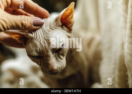 Die sphynx-Katze mit geschlossenen Augen, Nahaufnahme der faltigen Haut und entspannter Haltung mit der Hand sanft streicheln Stockfoto