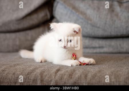 Süßes, tabby, schottisches kurzes silbernes Kätzchen. Träumende Kätzchen schlafen auf einem Bett unter warmweißer Decke. Haustiere schlafen in einem gemütlichen Zuhause. Stockfoto