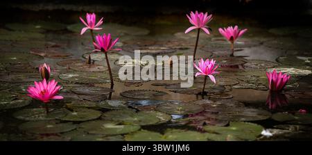 Elegante rosafarbene Seerosen stehen in einem ruhigen Teich zwischen Lilienpads. Die sanfte Beleuchtung und Reflexionen erzeugen ein ruhiges, fast magisches, natürliches Bild Stockfoto