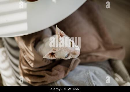 Sphynx-Katze in eine Decke auf dem Schoß gewickelt, blickt auf, gemütlicher Moment zu Hause, warme und entspannte Atmosphäre Stockfoto