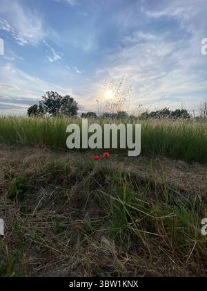 Golden Hour Light beleuchtet eine ruhige ländliche Wiese mit Wildblumen und einem fernen Hain von majestätischen Eichen unter einem riesigen blauen Himmel mit Wi Stockfoto