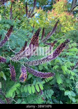 Nahaufnahme der violetten Blüten von Amorpha fruticosa, auch bekannt als Wüstenfalscher Indigo, blüht im Sommer und zeigt lebendige Farben und zarte Details von Stockfoto