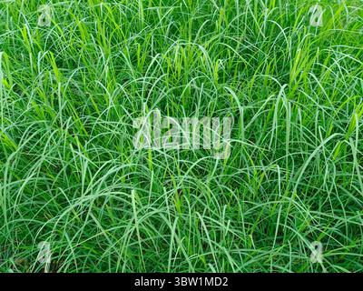 Doob, Durva Grass, heiliges Gras, Bermuda Gras gilt als heilige Pflanze in Indien. Es ist religiös für Hindus, die Lord Ganesha mit Dur verehren Stockfoto