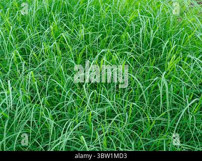 Doob, Durva Grass, heiliges Gras, Bermuda Gras gilt als heilige Pflanze in Indien. Es ist religiös für Hindus, die Lord Ganesha mit Dur verehren Stockfoto