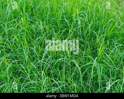 Doob, Durva Grass, heiliges Gras, Bermuda Gras gilt als heilige Pflanze in Indien. Es ist religiös für Hindus, die Lord Ganesha mit Dur verehren Stockfoto