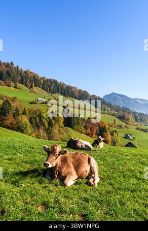 Braune Schweizer Kühe entspannen auf einer herbstlichen Almwiese, Toggenburg, Kanton St. Gallen, Schweiz Stockfoto