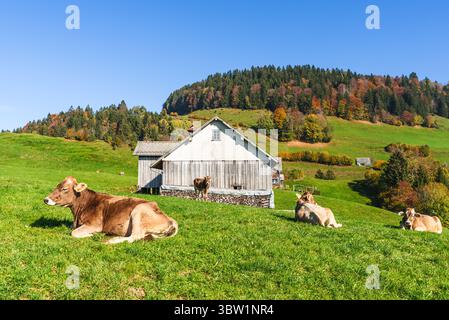Braune Milchkühe auf einer Weide, Herbstlandschaft in Toggenburg, Kanton St. Gallen, Schweiz Stockfoto