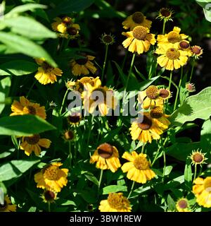 Gelbe Sommerblumen von Niesenkraut, Helenium Sahin's Early Flowerer UK Garden Juli Stockfoto