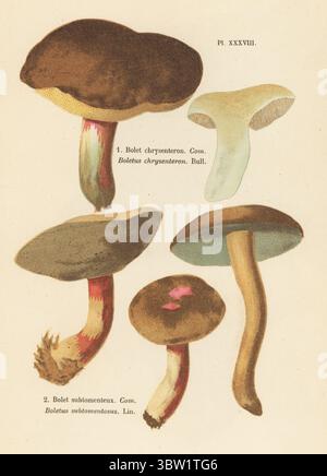 Rotknackende Bolete, Xerocomellus chrysenteron 1, und Wildleder-Bolete, Gelbknackige Bolete, Xerocomus subtomentosus 2. Essbar. Bolet chrysenteron, Boletus chrysenteron, Bolet subtomenteux, Boletus subtomentosus. Genießbar. Chromolithographie nach einer botanischen Illustration der Künstlerin Aimée-Eugénie Delville-Cordier aus Francois Simeon Cordiers Les Champignons, Histoire, Beschreibung, Kultur, Verwendungen, Pilze, Geschichte, Beschreibung, Anbau, Verwendung, J. Rothschild, Paris, 1876. Stockfoto