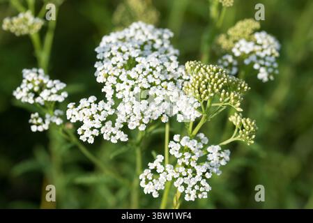 Schafgarbe, Achillea millefolium Weiße Wiesenblumen Nahaufnahme selektiver Fokus Stockfoto