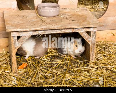 Nahaufnahme von niedlichen kleinen Meerschweinchen, die in einem Holzhaus auf der Farm sitzen Stockfoto